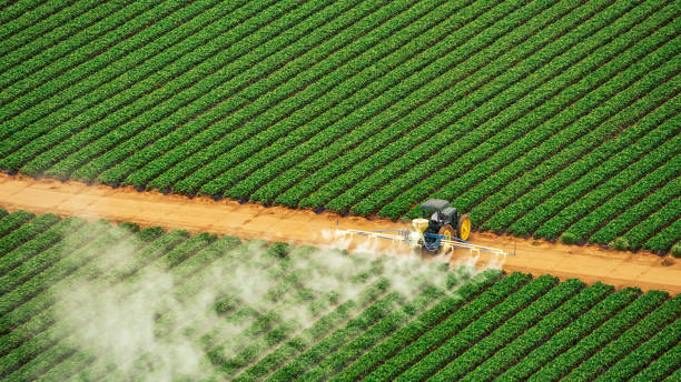 Best Wasp Removal Services  in Caledonia, MS